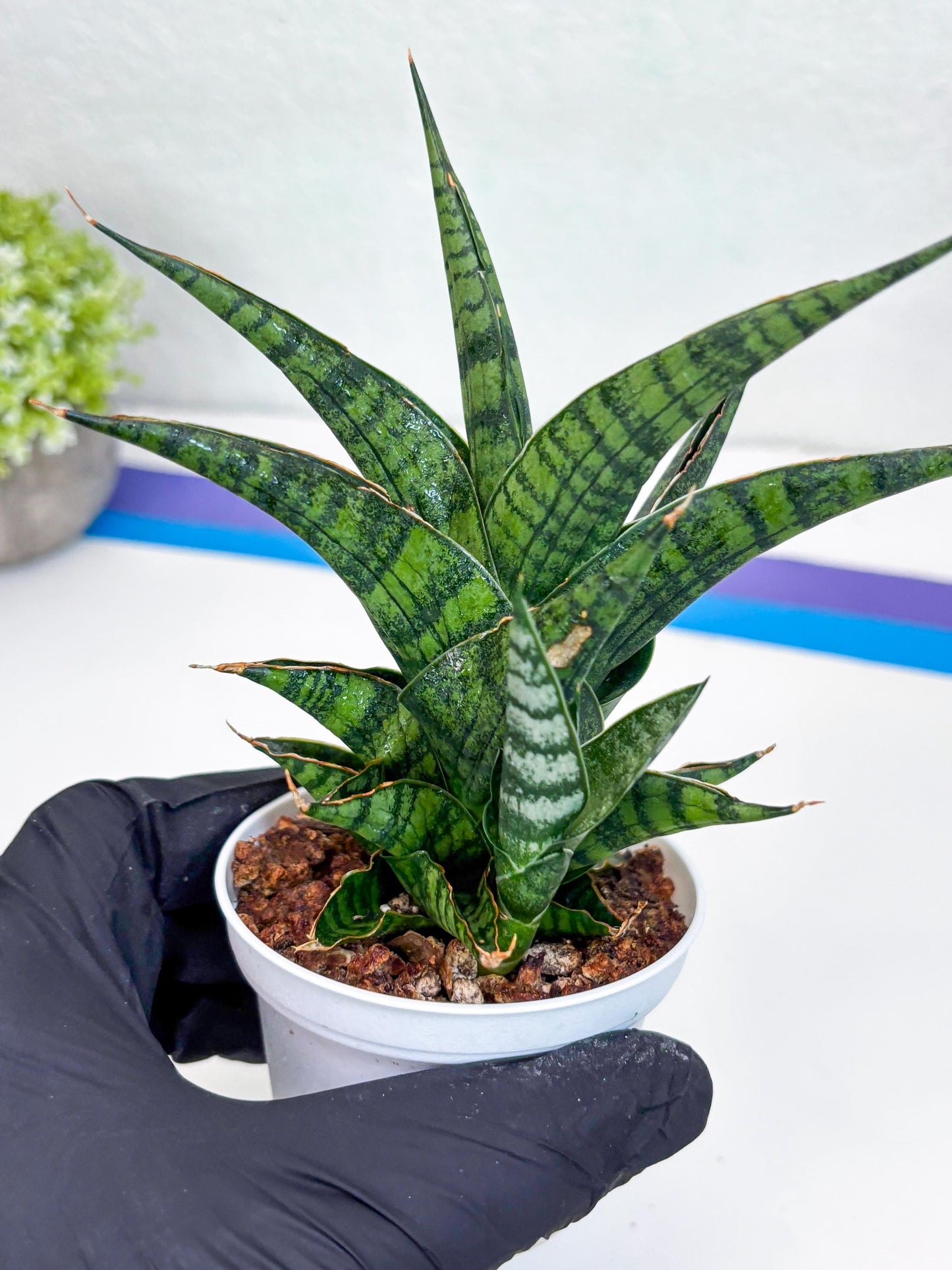 Sansevieria AFF Sindoro (H23) | Imported Hybrids