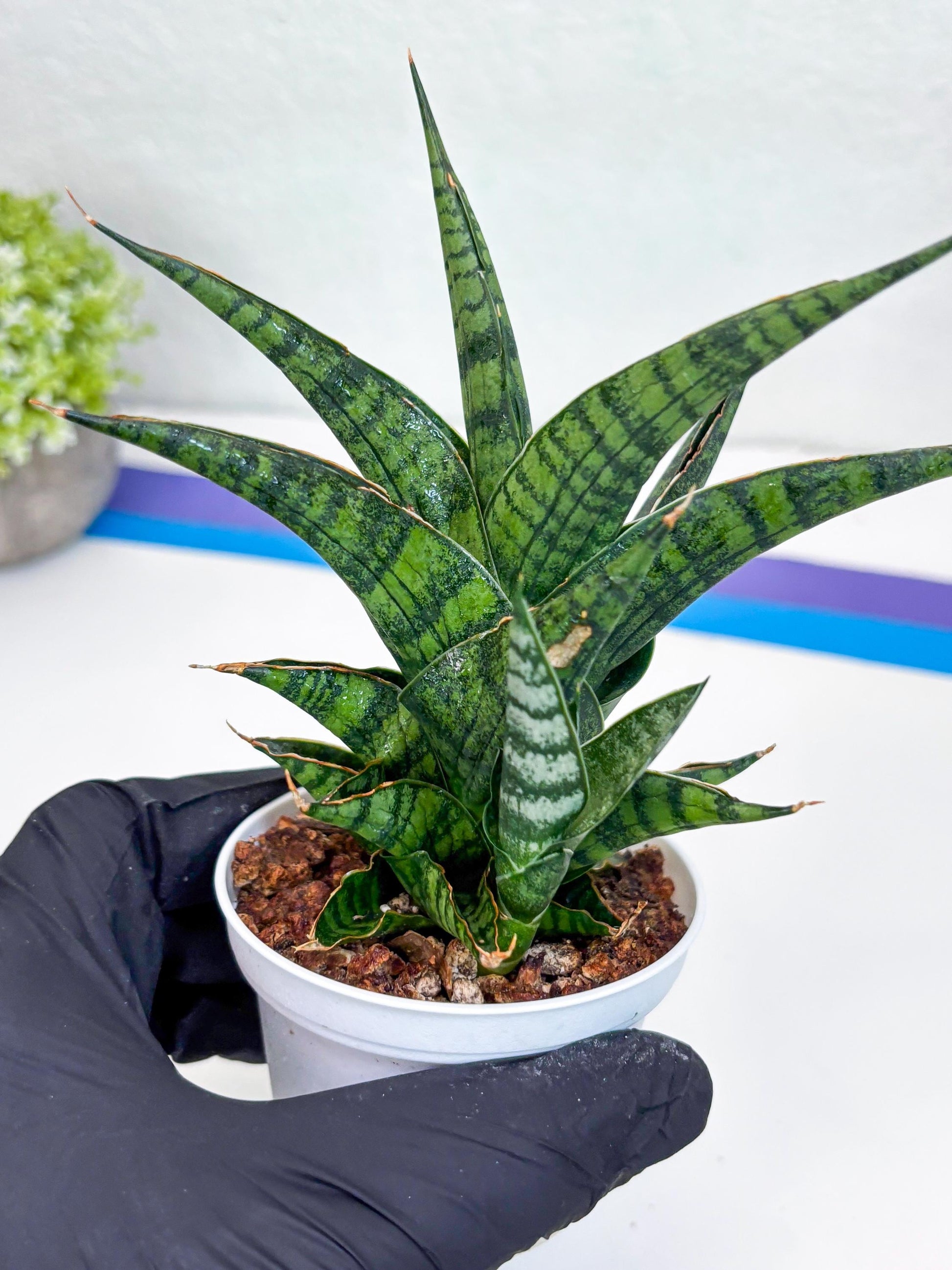 Sansevieria AFF Sindoro (H23) | Imported Hybrids