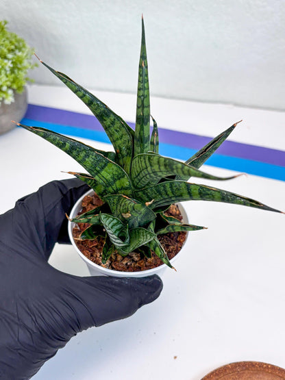 Sansevieria AFF Sindoro (H23) | Imported Hybrids