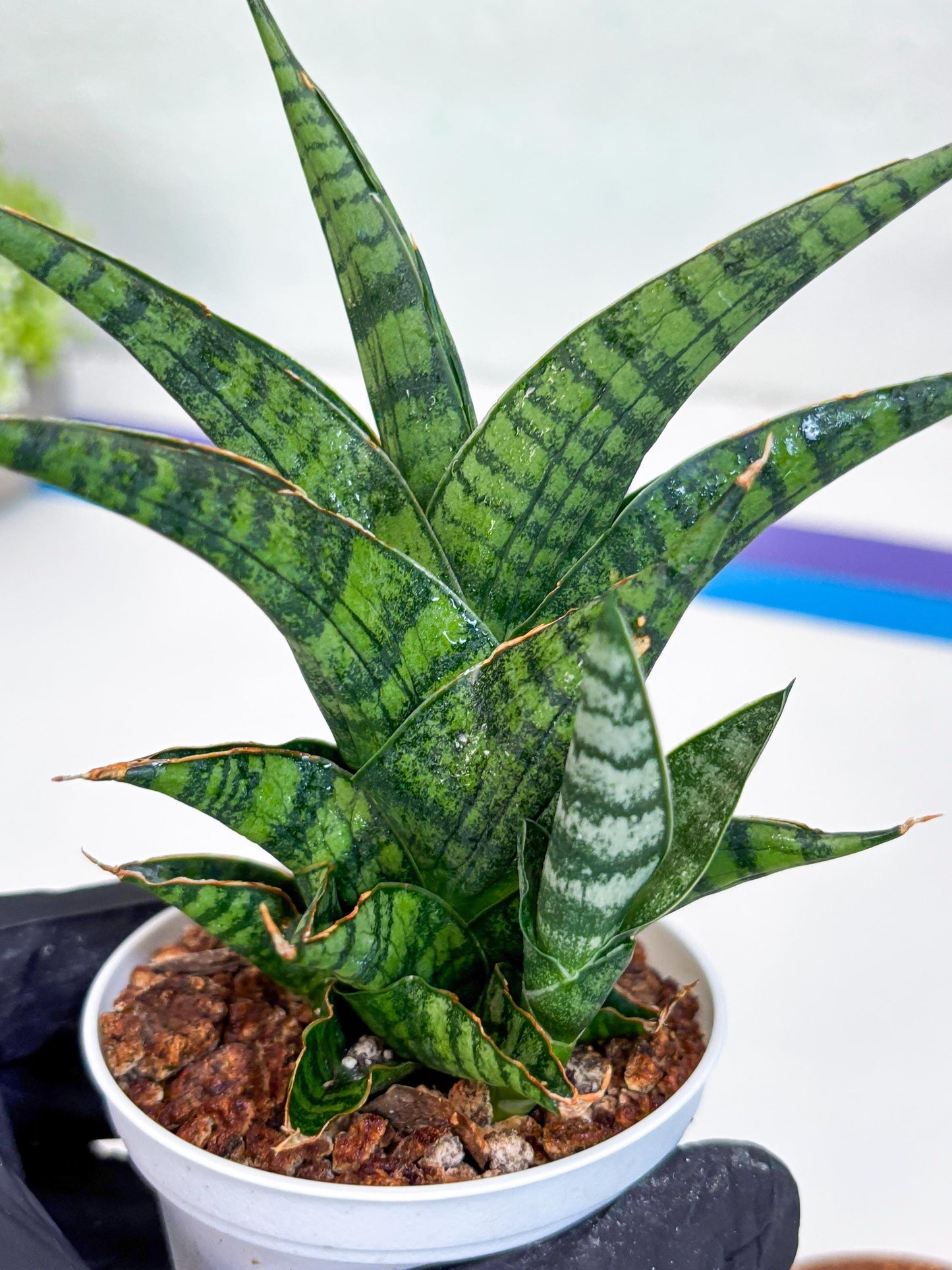 Sansevieria AFF Sindoro (H23) | Imported Hybrids