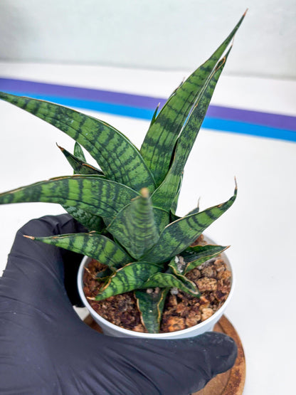 Sansevieria AFF Sindoro (H23) | Imported Hybrids