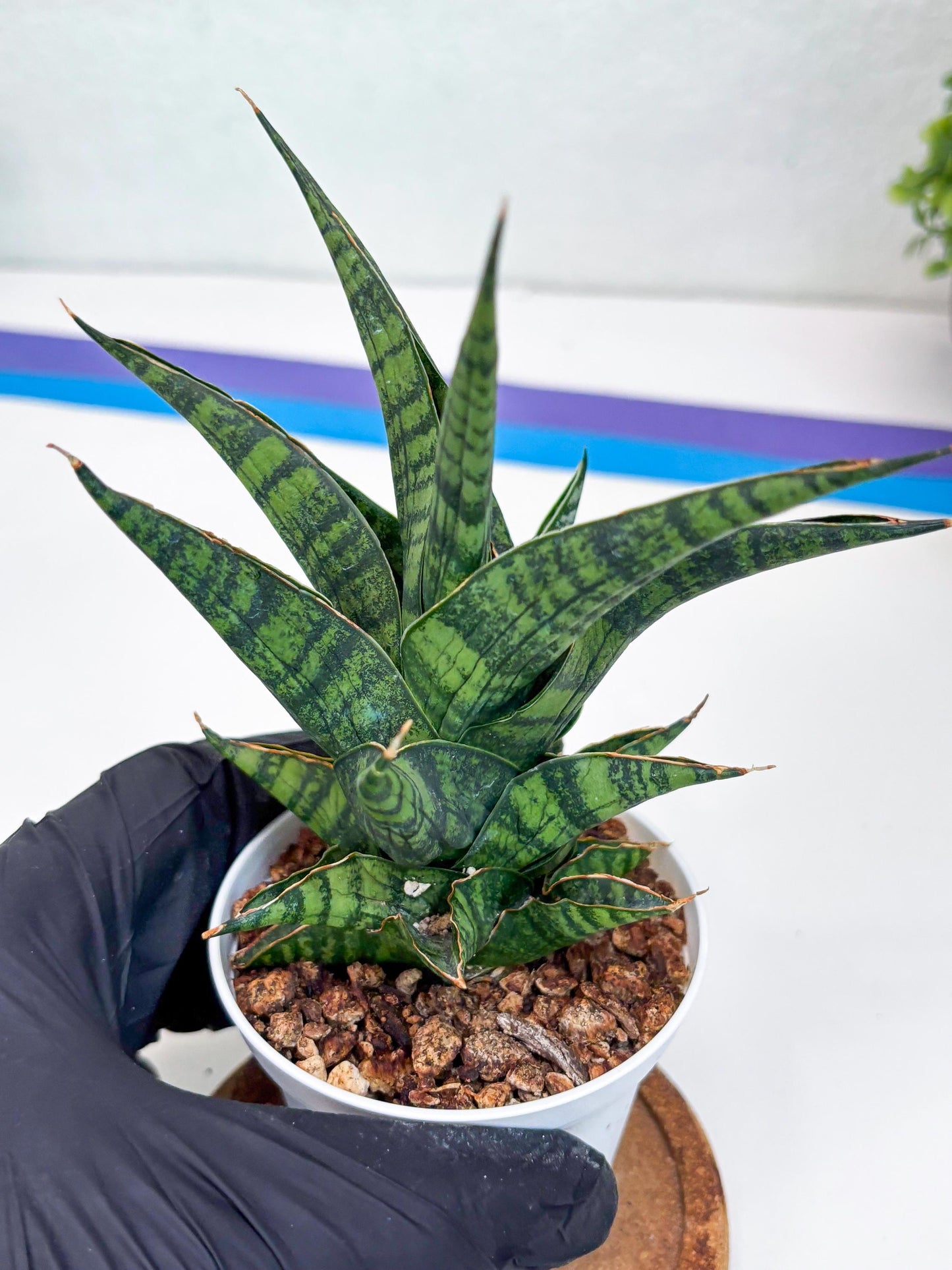 Sansevieria AFF Sindoro (H23) | Imported Hybrids