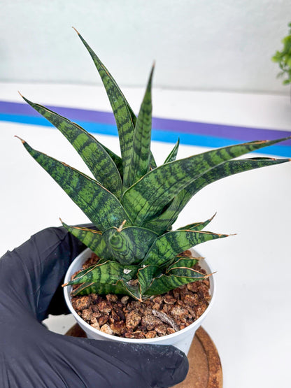 Sansevieria AFF Sindoro (H23) | Imported Hybrids