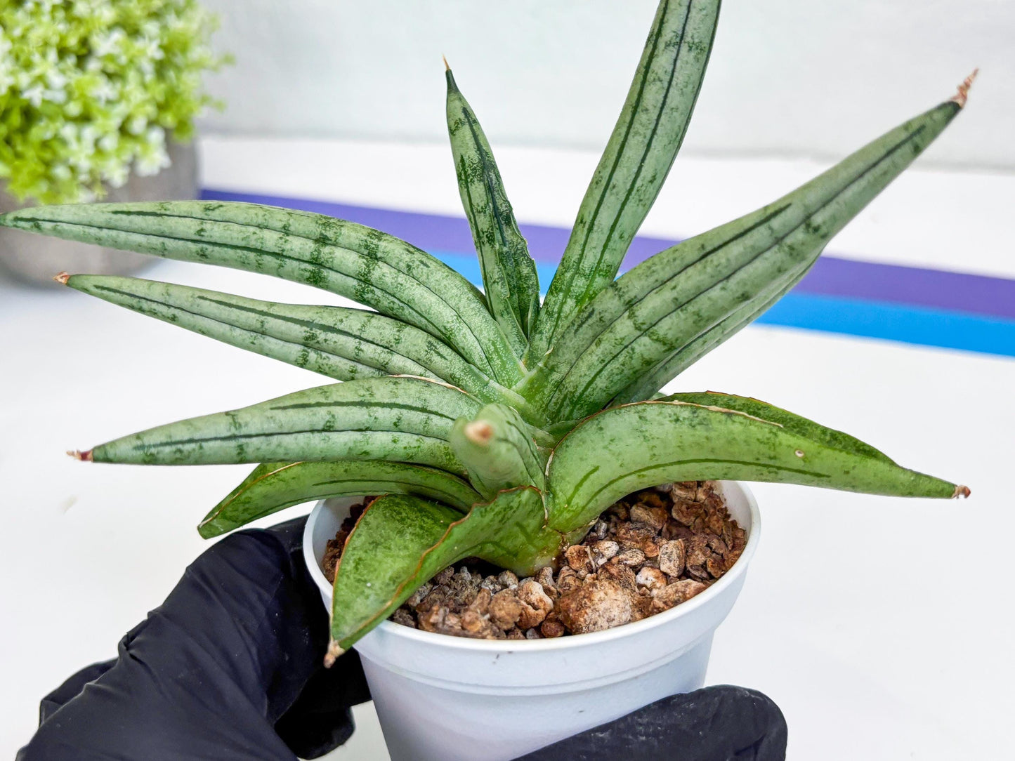 Sansevieria Alfino (H24) | Imported Hybrid Snake Plants