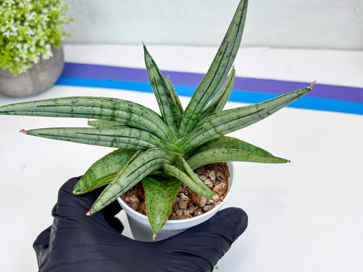 Sansevieria Alfino (H24) | Imported Hybrid Snake Plants