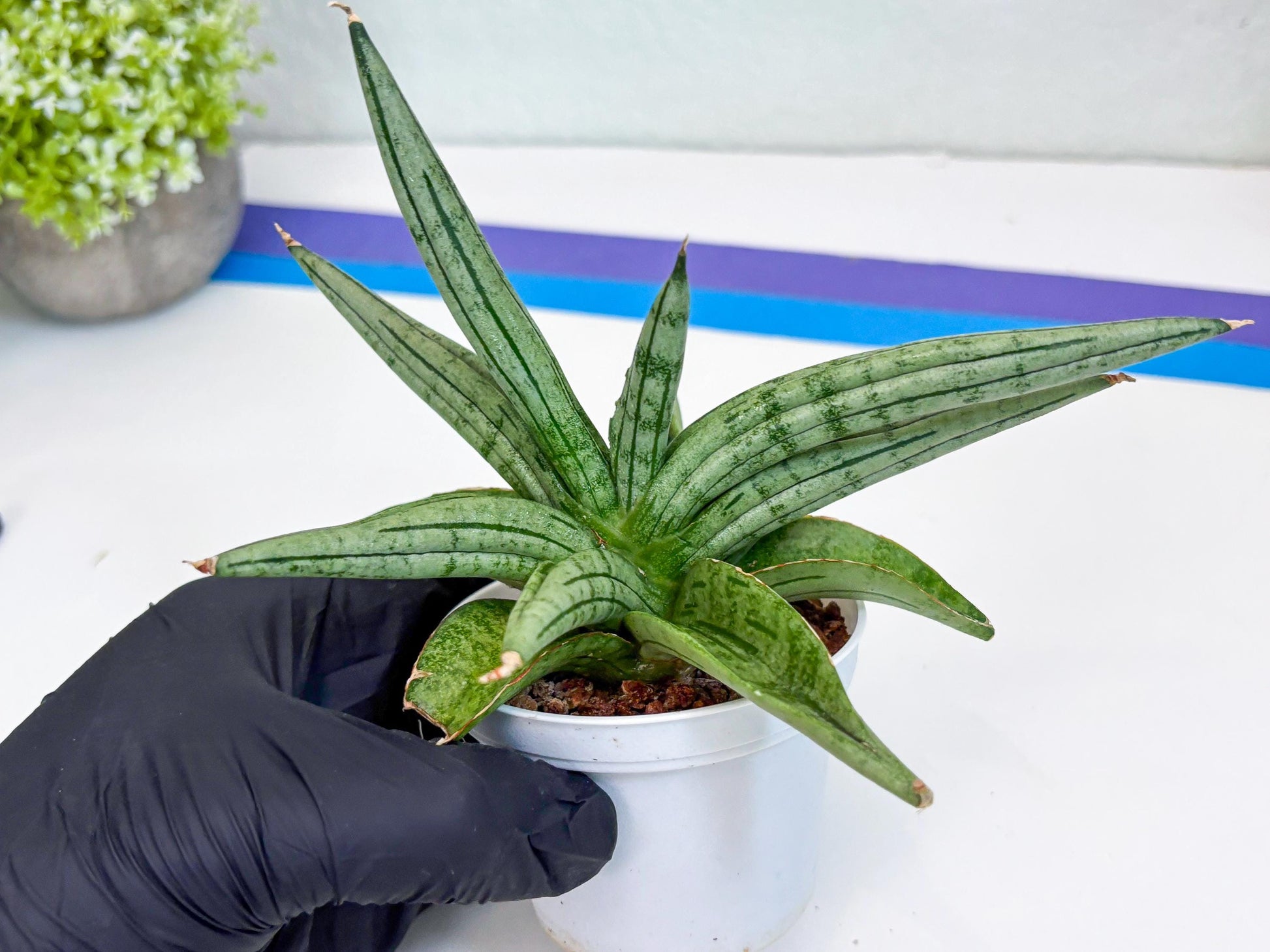 Sansevieria Alfino (H24) | Imported Hybrid Snake Plants