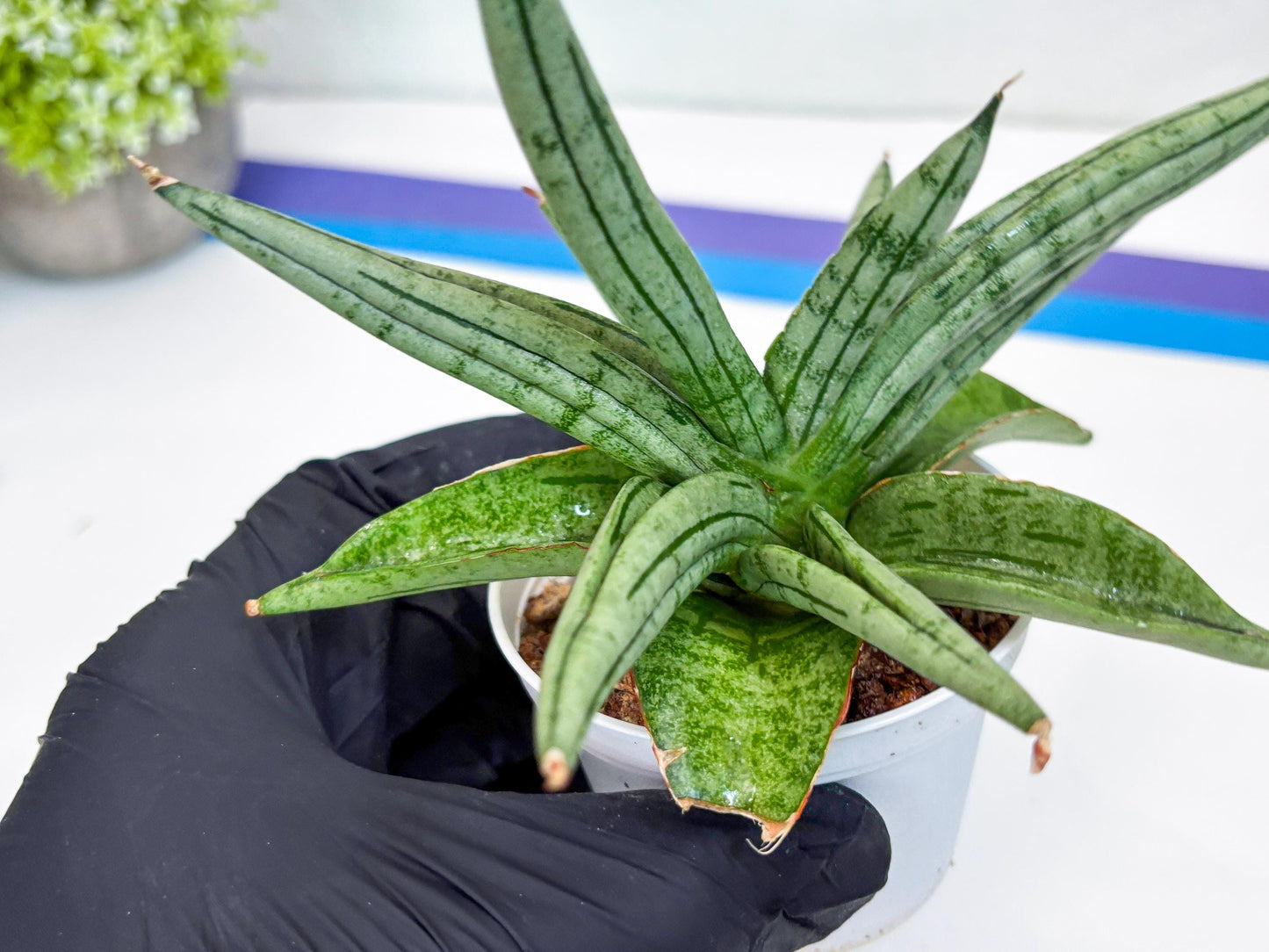 Sansevieria Alfino (H24) | Imported Hybrid Snake Plants