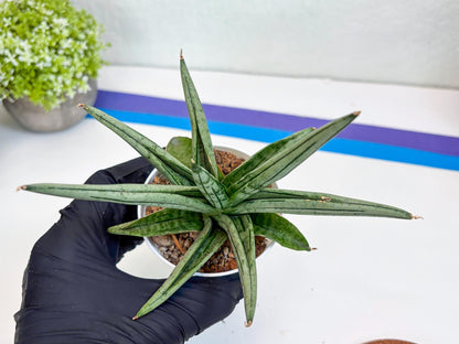 Sansevieria Alfino (Ha24) (y) | Imported Hybrid Snake Plants