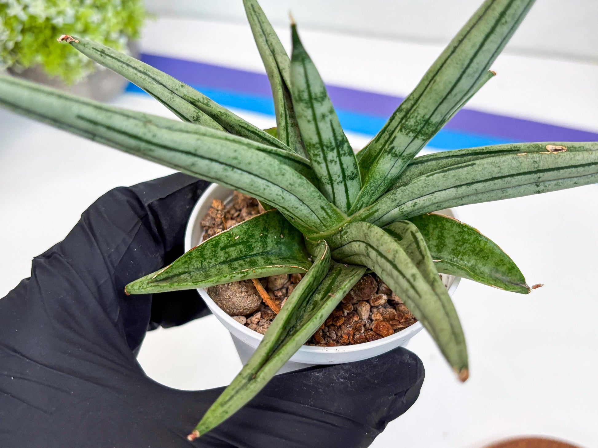 Sansevieria Alfino (Ha24) (y) | Imported Hybrid Snake Plants