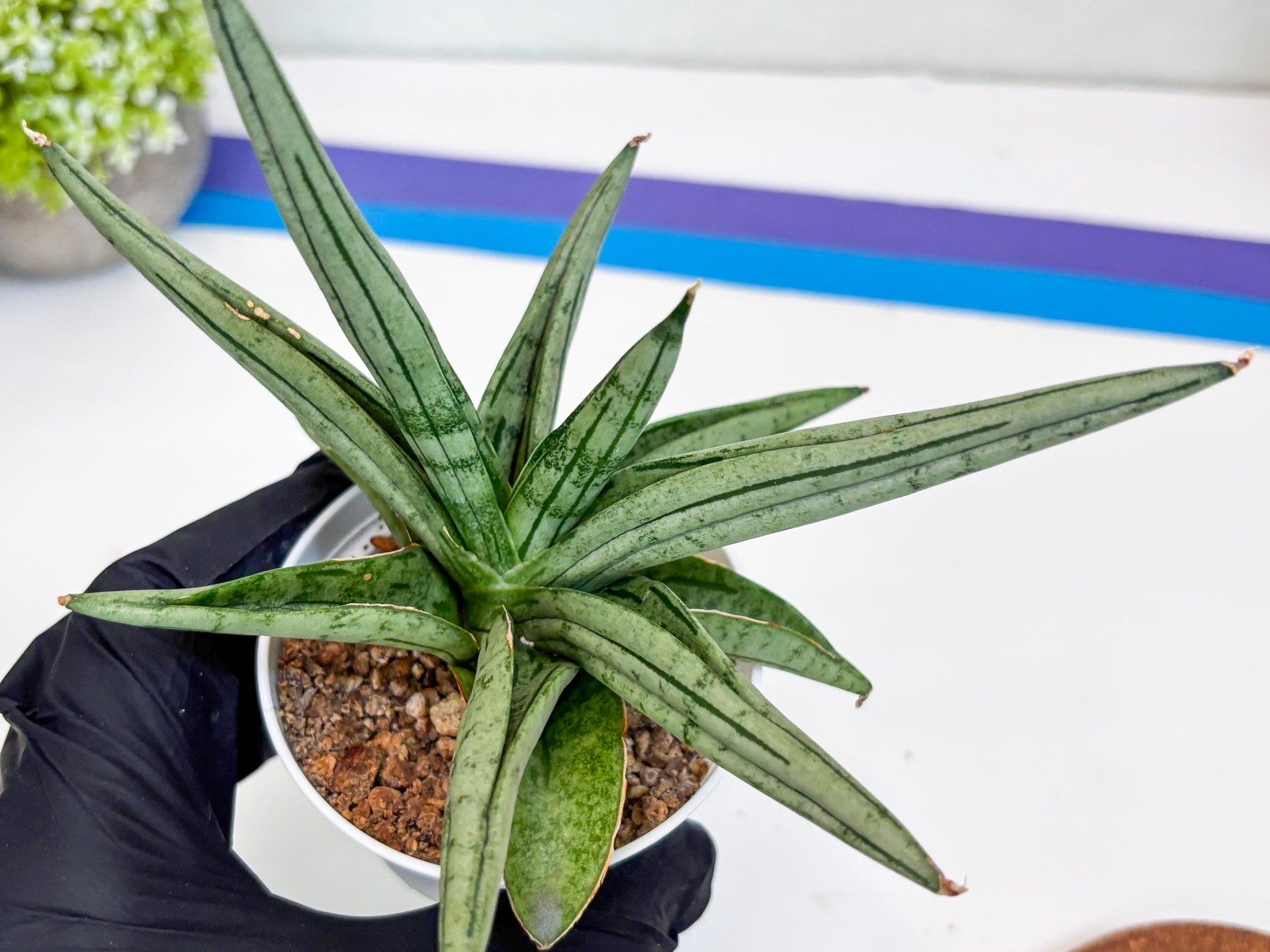 Sansevieria Alfino (Ha24) (y) | Imported Hybrid Snake Plants