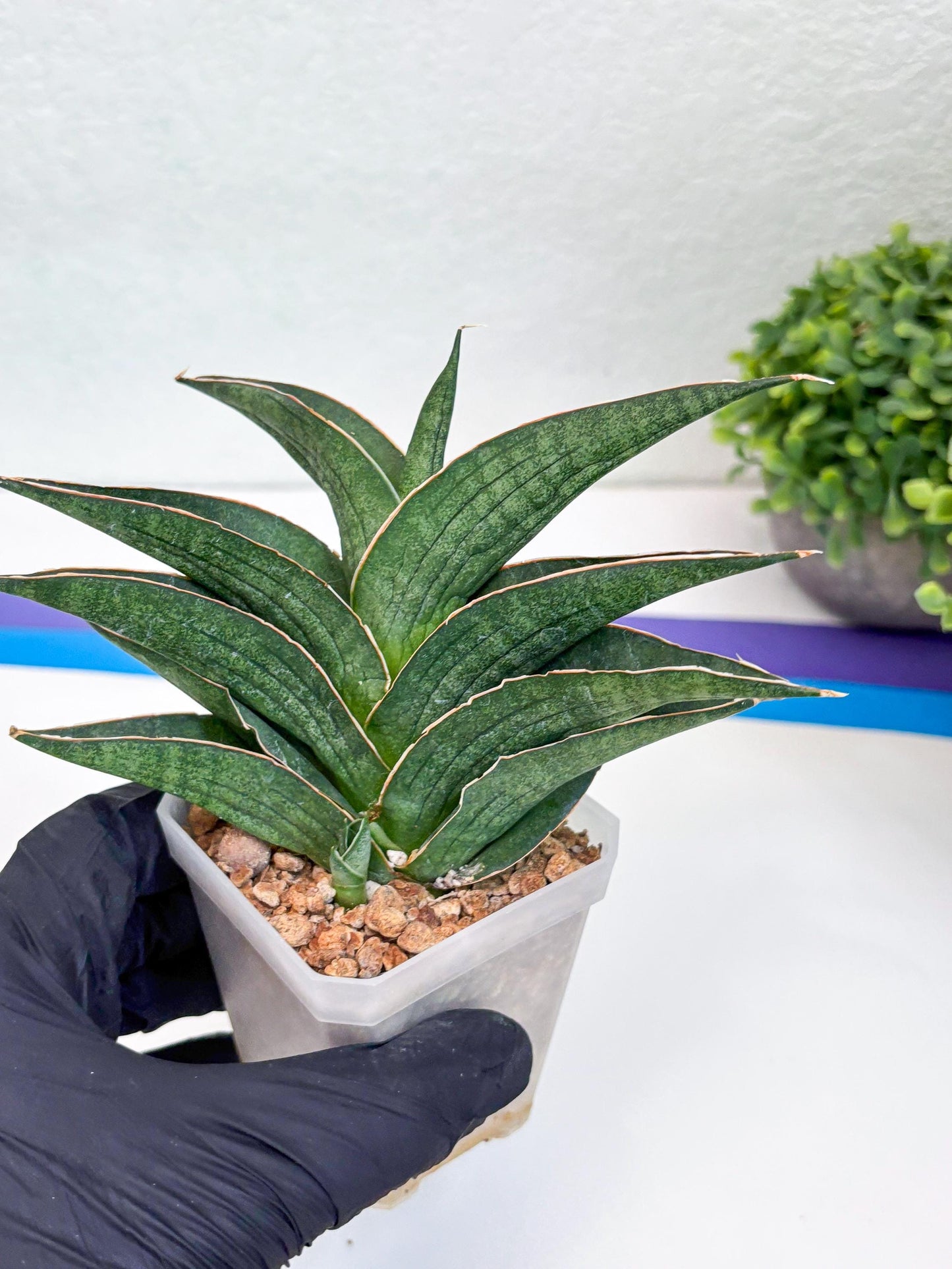 Sansevieria Hybrid Ao77 (H21) | Very Hard to Import