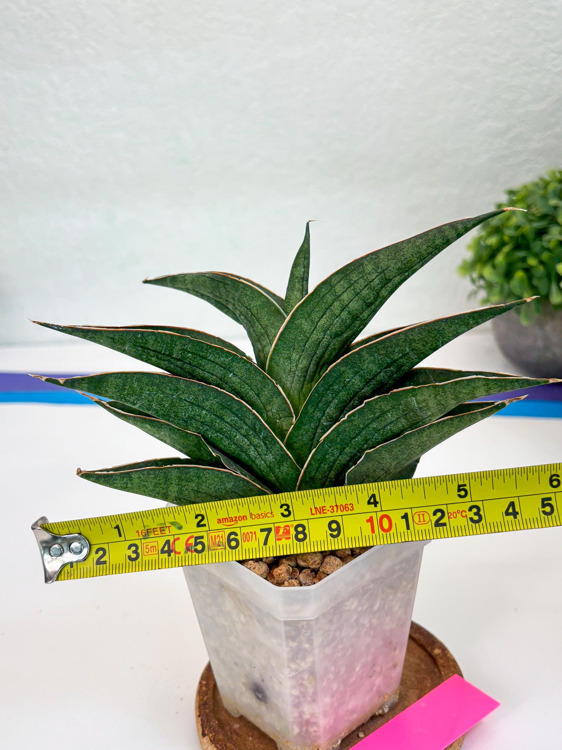 Sansevieria Hybrid Ao77 (H21) | Very Hard to Import
