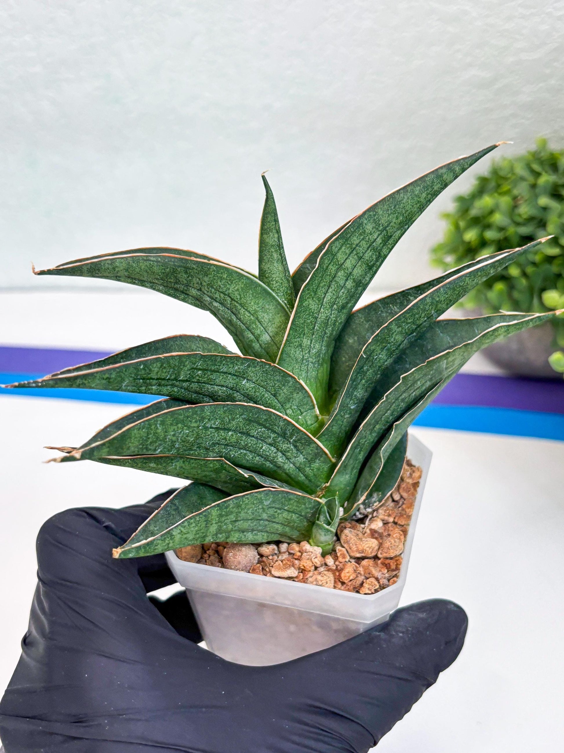 Sansevieria Hybrid Ao77 (H21) | Very Hard to Import