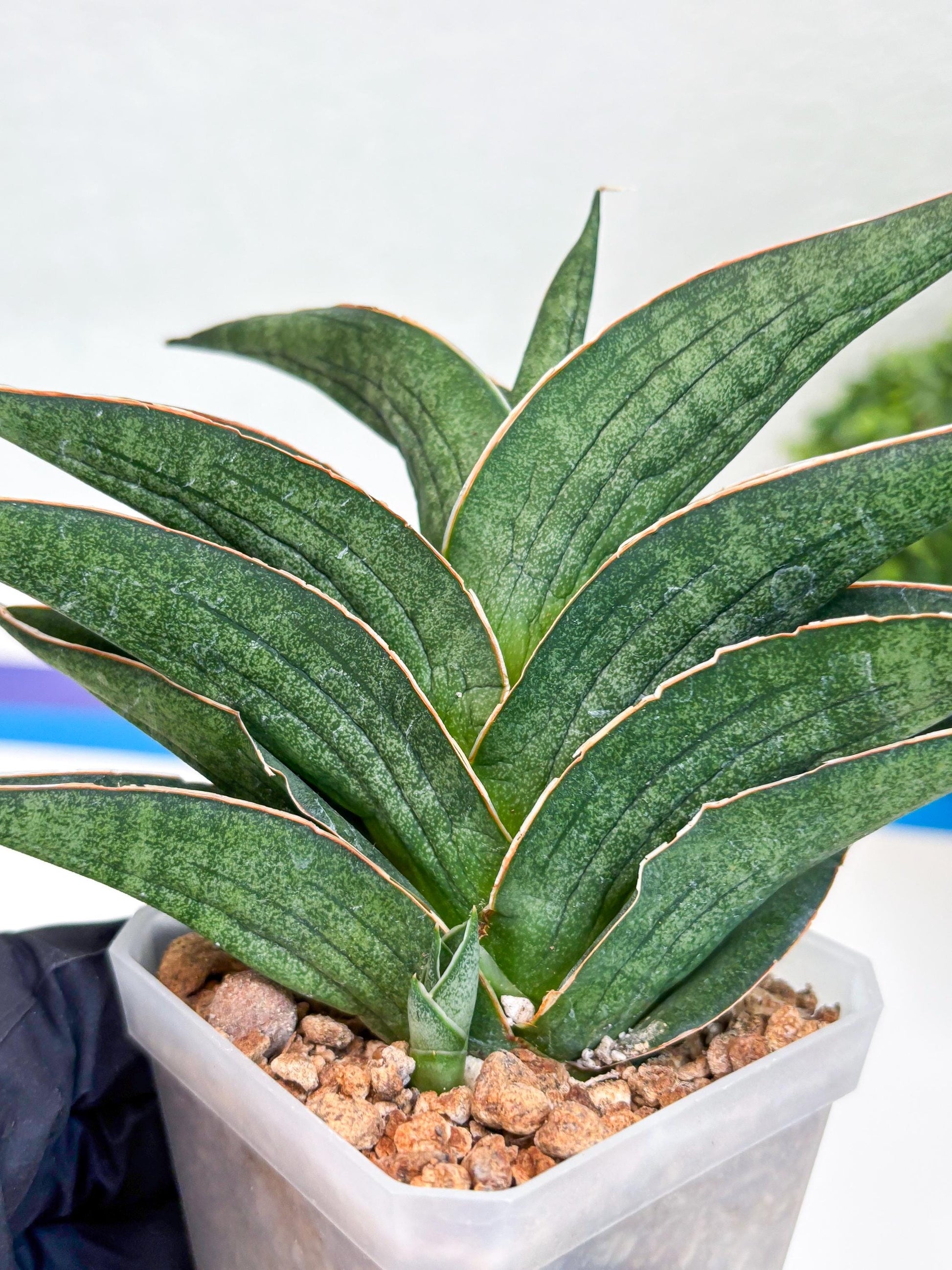 Sansevieria Hybrid Ao77 (H21) | Very Hard to Import