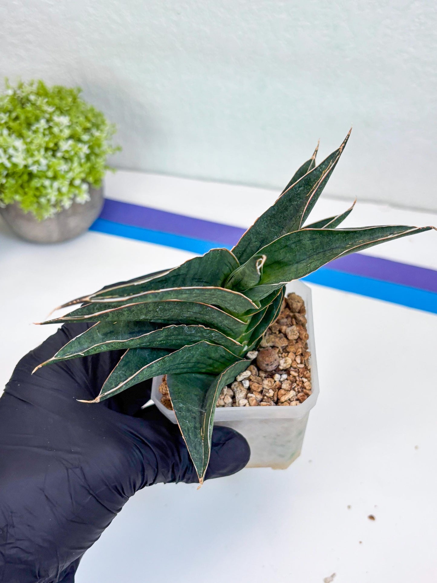 Sansevieria Hybrid Ao77 (H21) | Very Hard to Import