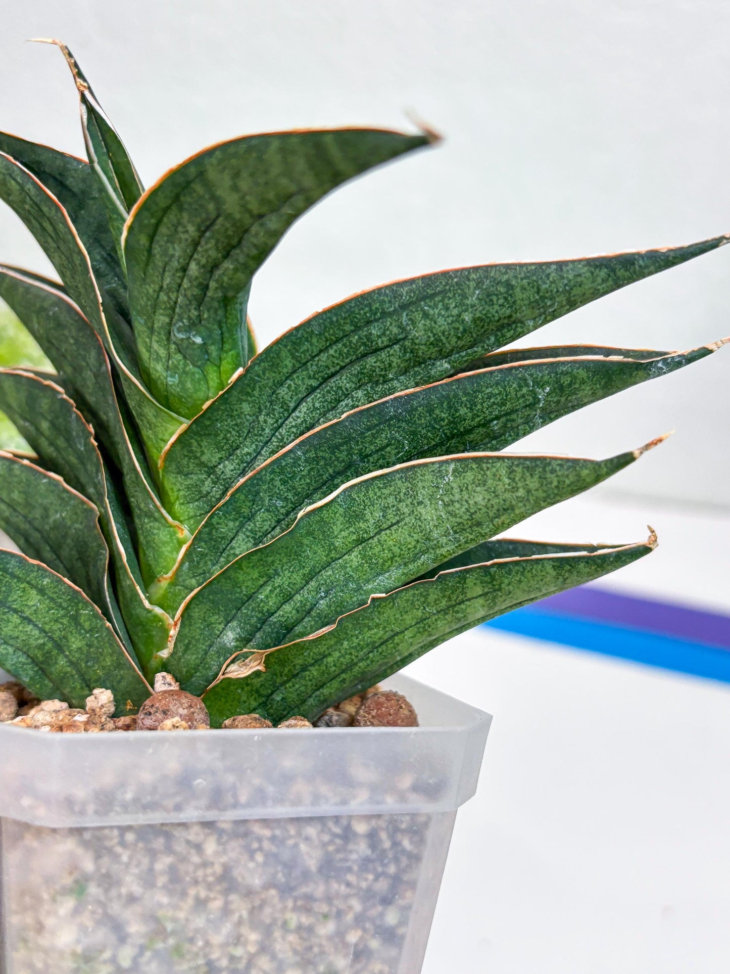 Sansevieria Hybrid Ao77 (H21) | Very Hard to Import
