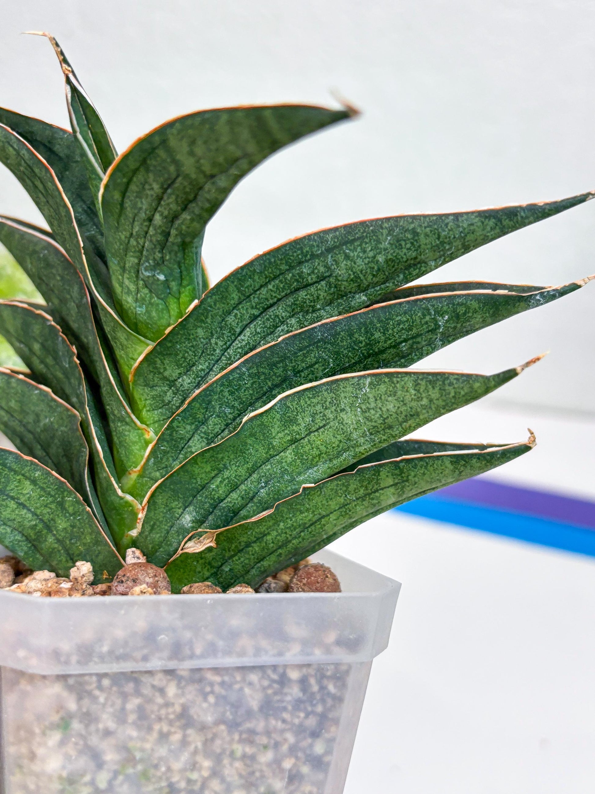 Sansevieria Hybrid Ao77 (H21) | Very Hard to Import