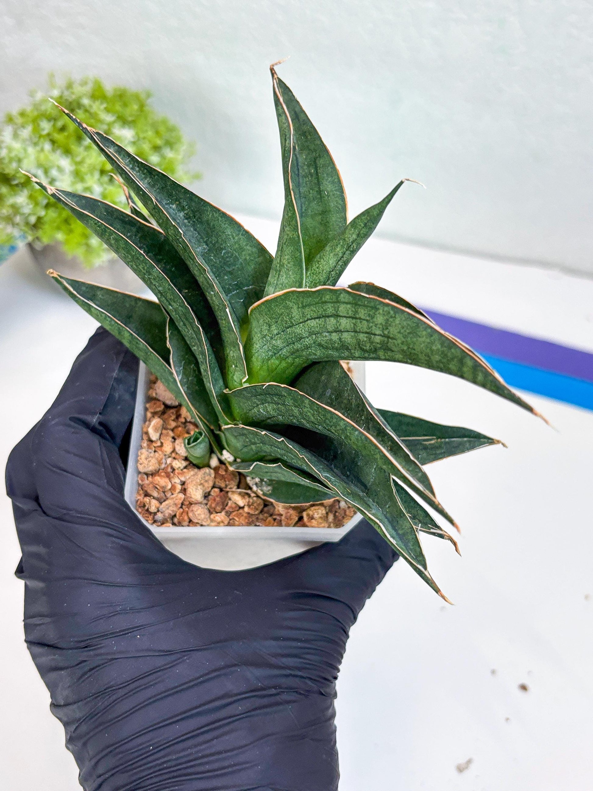 Sansevieria Hybrid Ao77 (H21) | Very Hard to Import