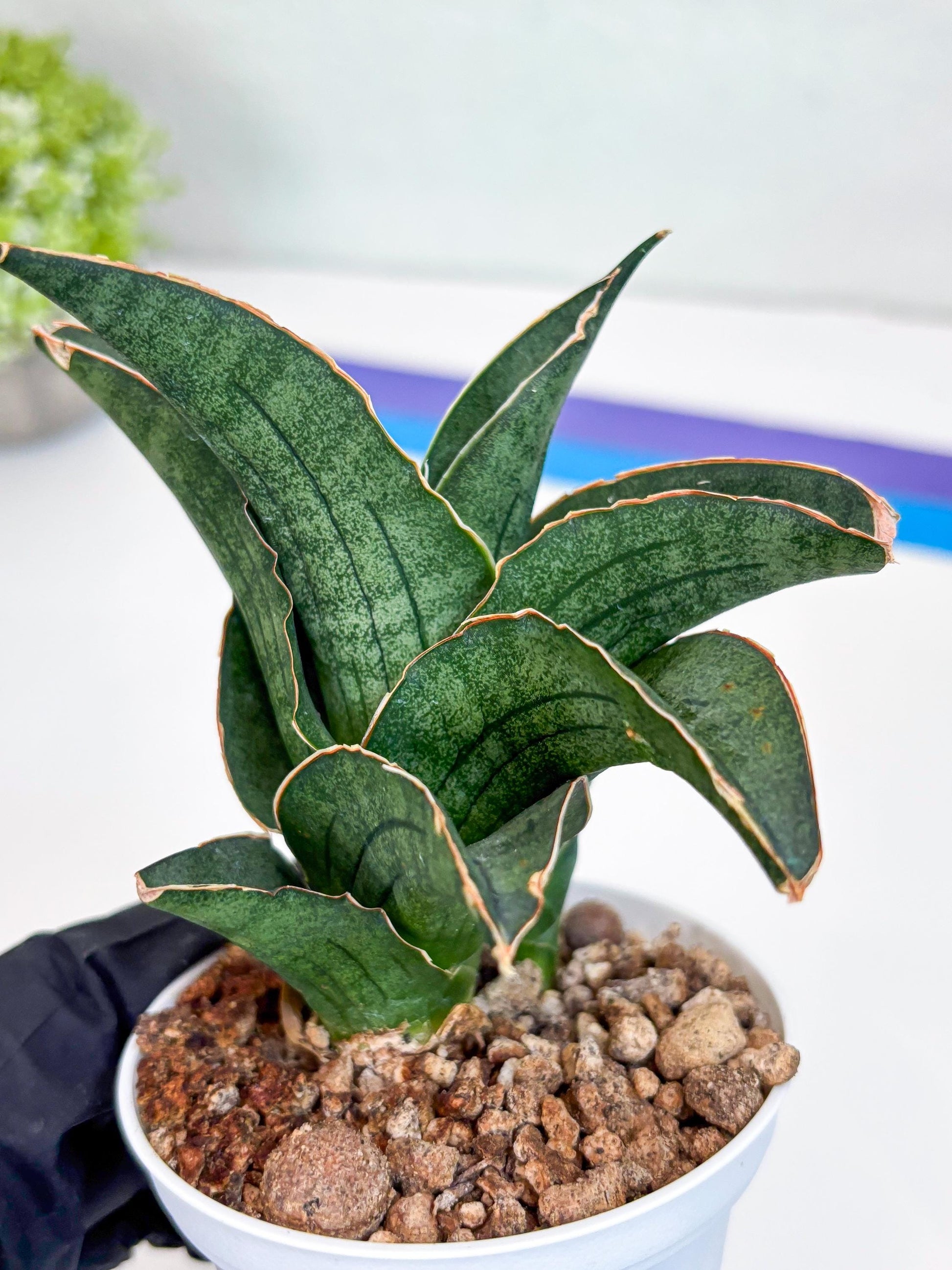 Sansevieria Ao77 (Ha25) (b) | Very Hard to Import