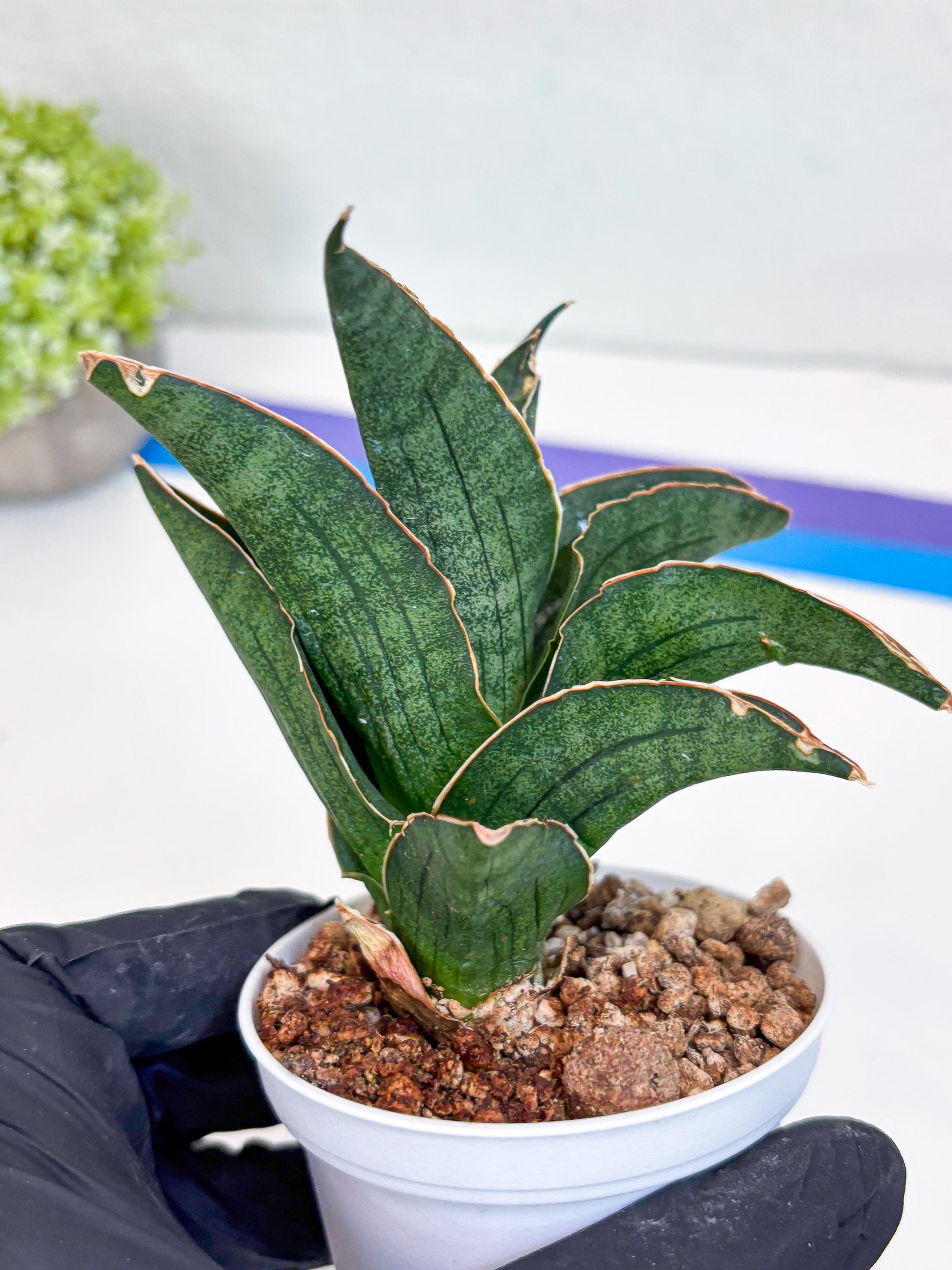 Sansevieria Ao77 (Ha25) (b) | Very Hard to Import