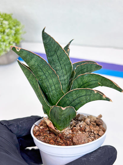 Sansevieria Ao77 (Ha25) (b) | Very Hard to Import