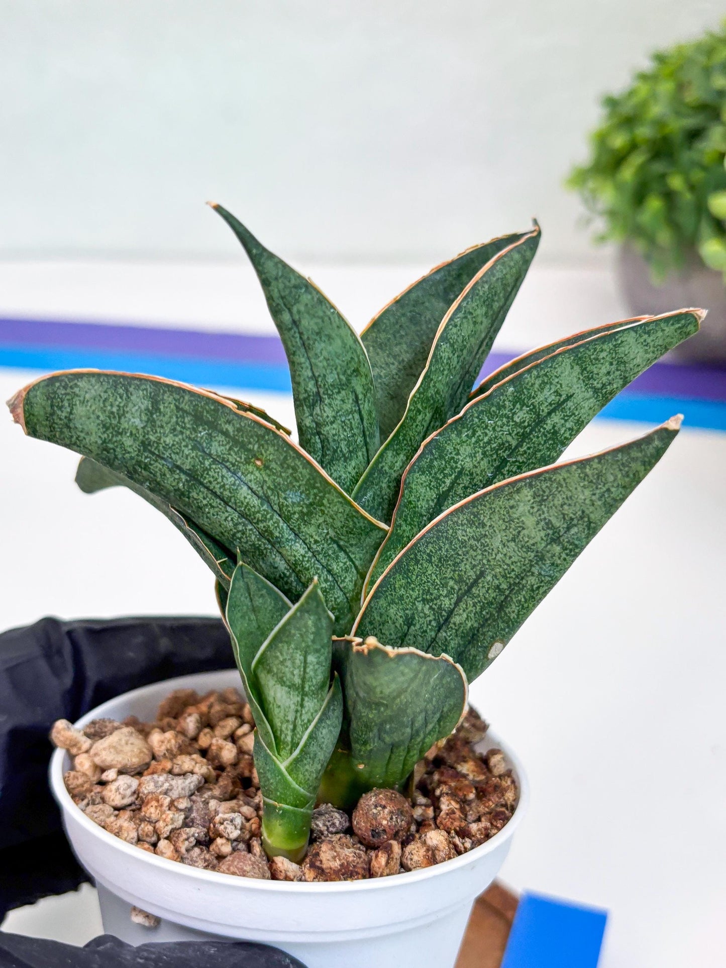 Sansevieria Ao77 (Ha25) (b) | Very Hard to Import