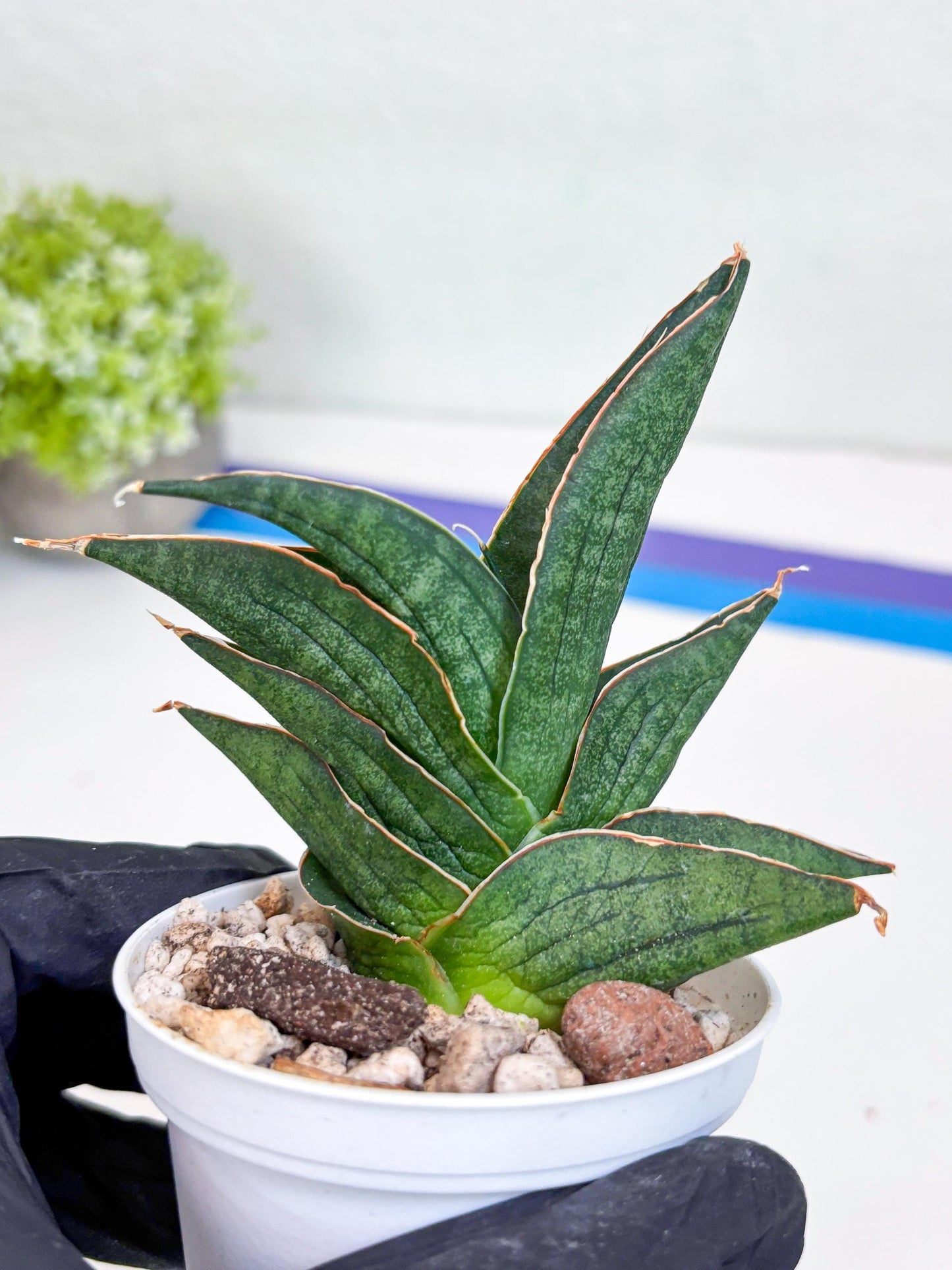 Sansevieria Ao77 (Ha25) (y) | Very Hard to Import