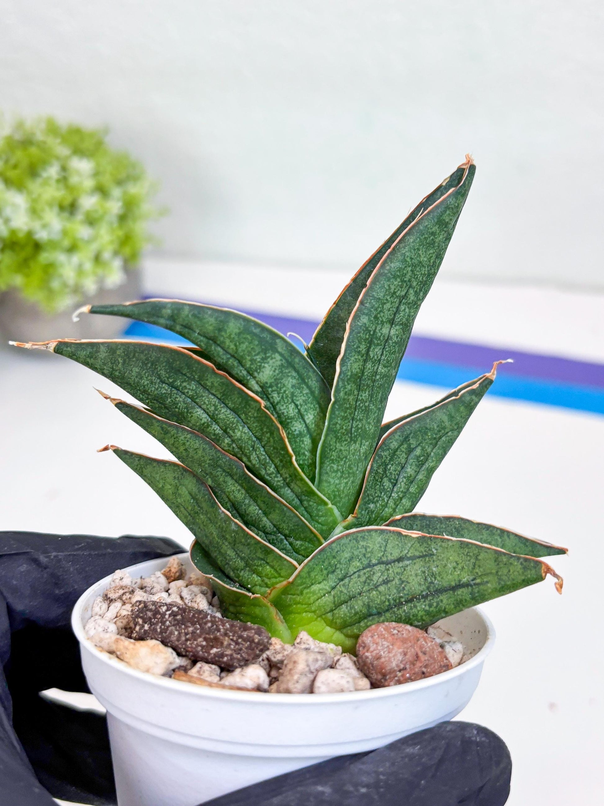 Sansevieria Ao77 (Ha25) (y) | Very Hard to Import