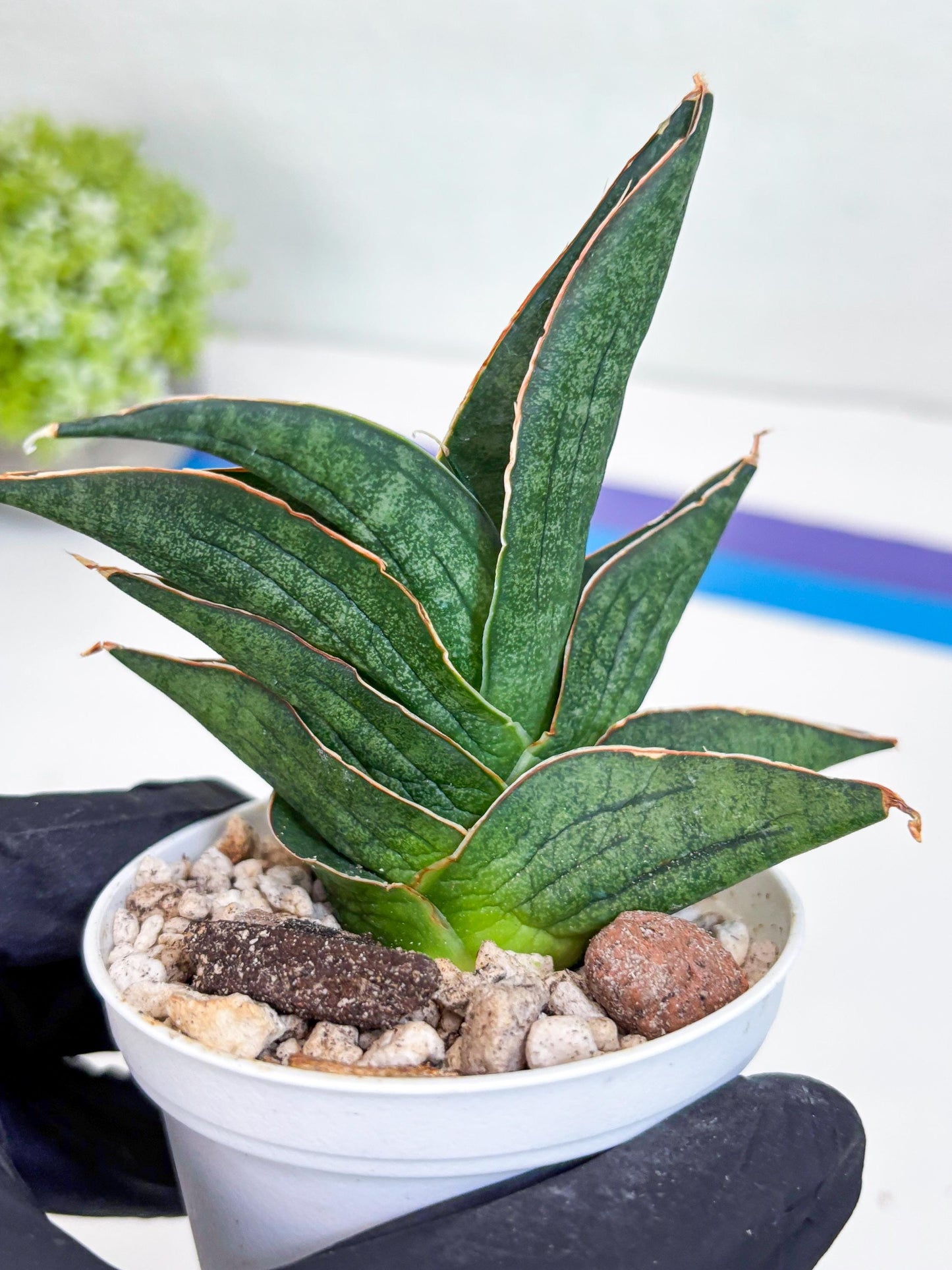 Sansevieria Ao77 (Ha25) (y) | Very Hard to Import