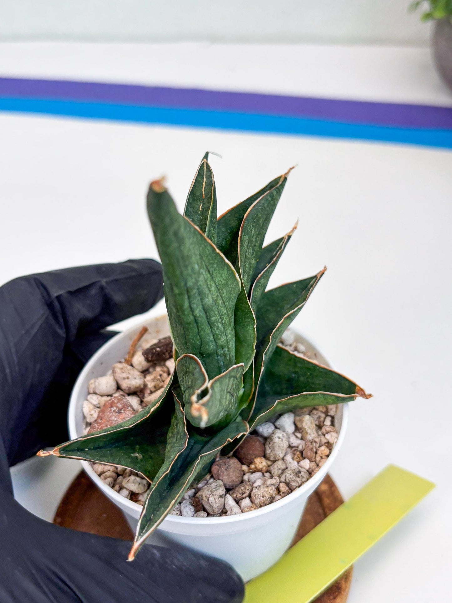 Sansevieria Ao77 (Ha25) (y) | Very Hard to Import