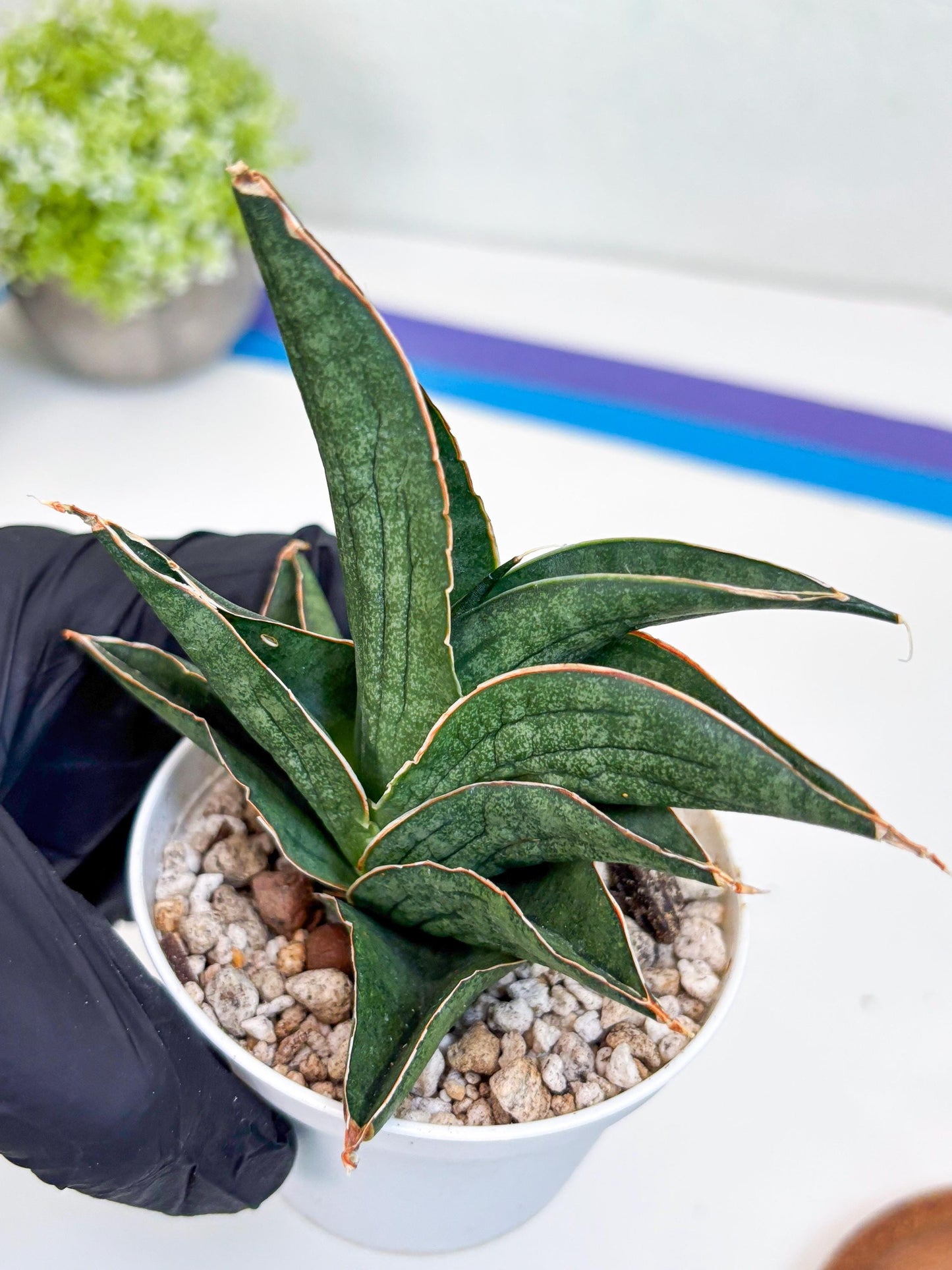 Sansevieria Ao77 (Ha25) (y) | Very Hard to Import