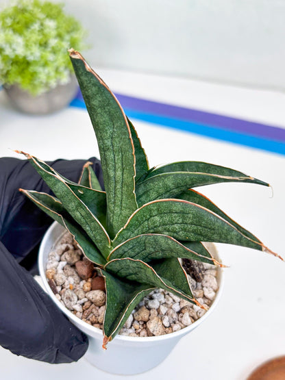 Sansevieria Ao77 (Ha25) (y) | Very Hard to Import