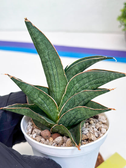 Sansevieria Ao77 (Ha25) (y) | Very Hard to Import