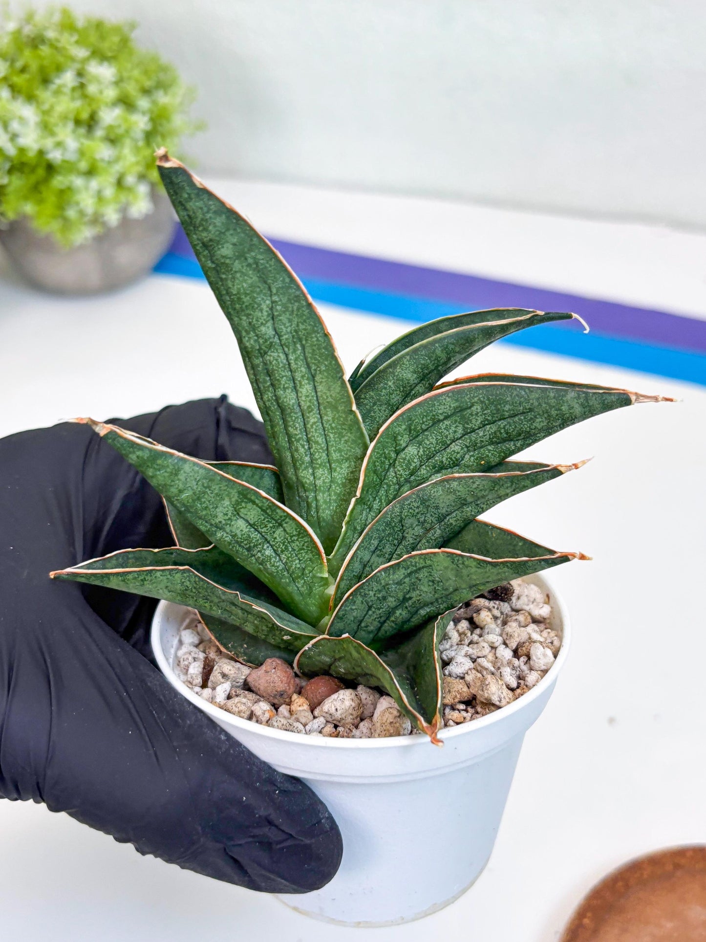 Sansevieria Ao77 (Ha25) (y) | Very Hard to Import