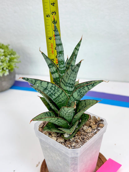 Sansevieria Riyad x spyder (H26) | Imported Plants | Rare Hybrid Species