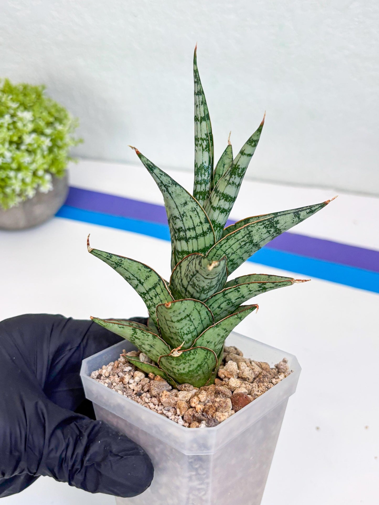 Sansevieria Riyad x spyder (H26) | Imported Plants | Rare Hybrid Species