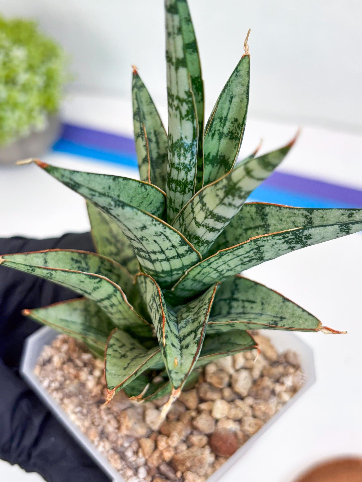 Sansevieria Riyad x spyder (H26) | Imported Plants | Rare Hybrid Species