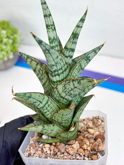 Sansevieria Riyad x spyder (H26) | Imported Plants | Rare Hybrid Species