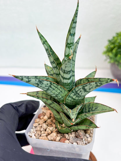 Sansevieria Riyad x spyder (H26) | Imported Plants | Rare Hybrid Species