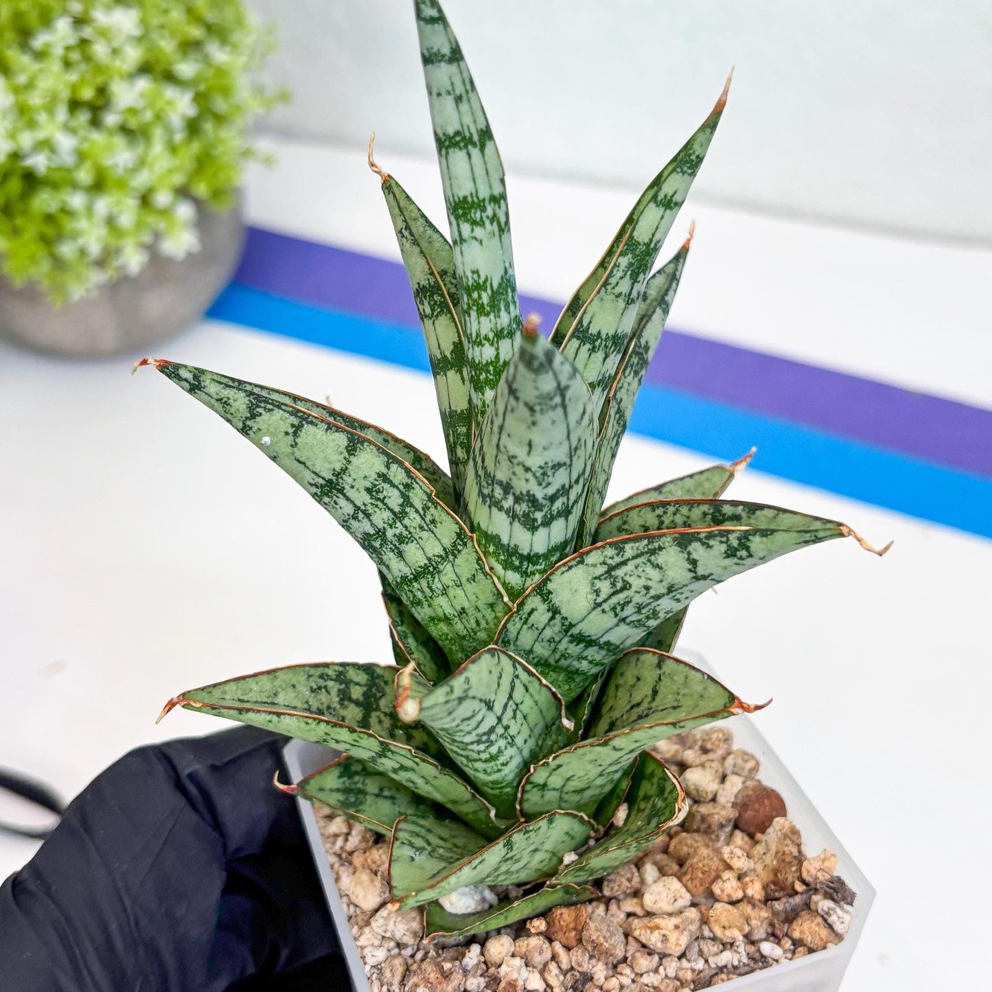 Sansevieria Riyad x spyder (H26) | Imported Plants | Rare Hybrid Species