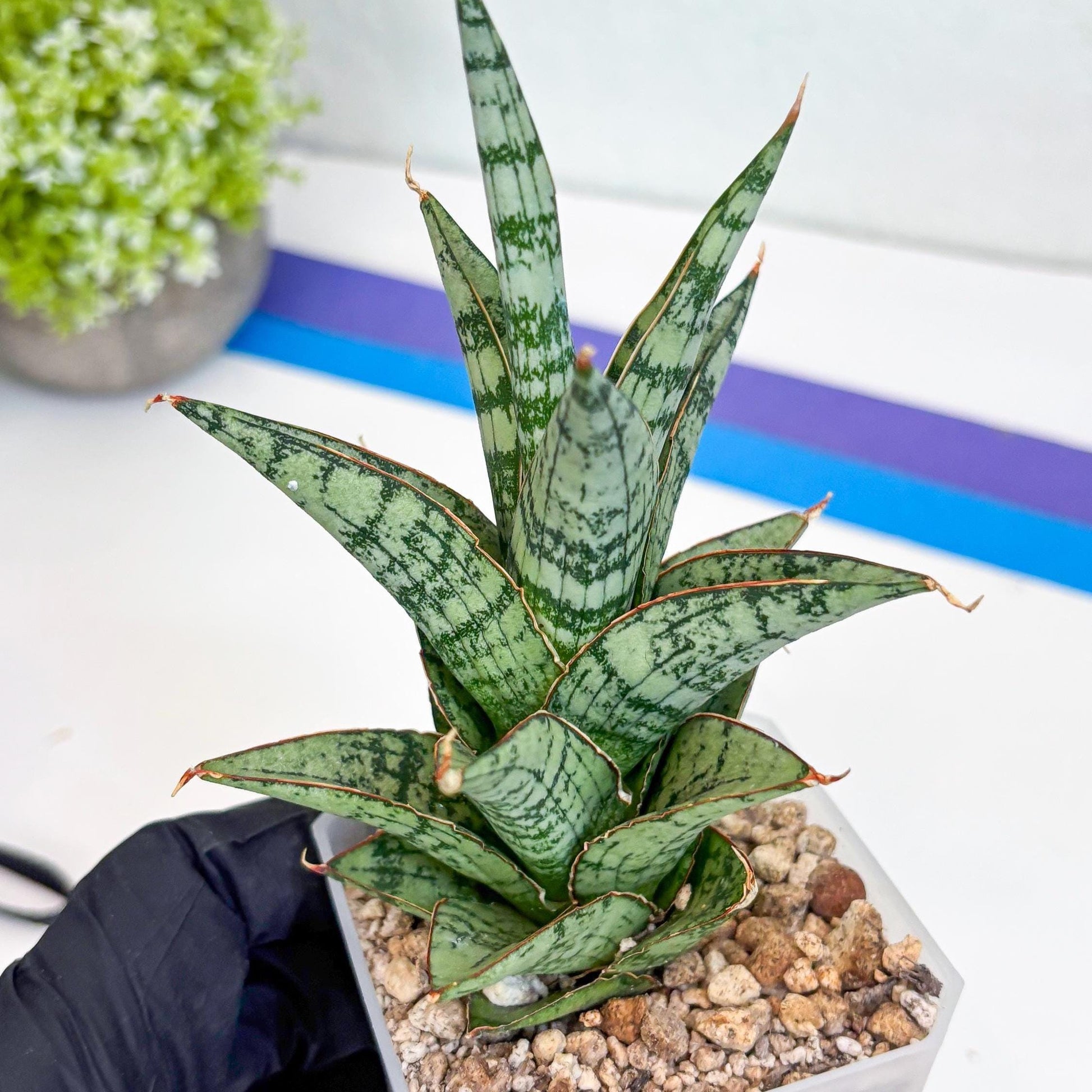 Sansevieria Riyad x spyder (H26) | Imported Plants | Rare Hybrid Species