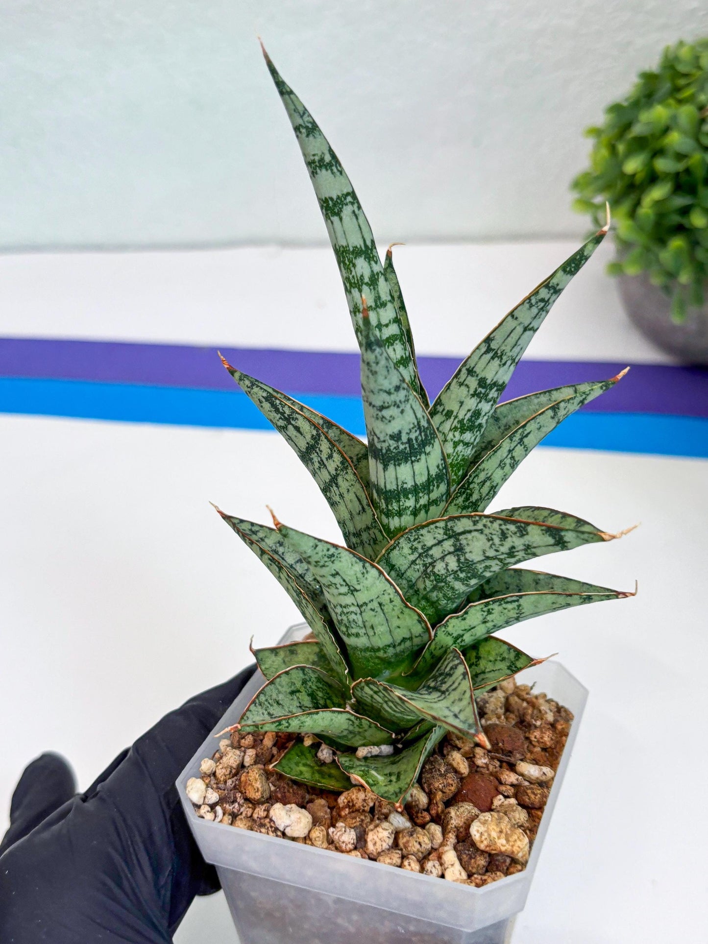 Sansevieria Riyad x spyder (Ha26) (y) | Rare Hybrid Species