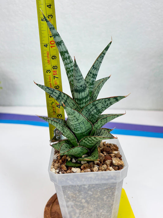 Sansevieria Riyad x spyder (Ha26) (y) | Rare Hybrid Species