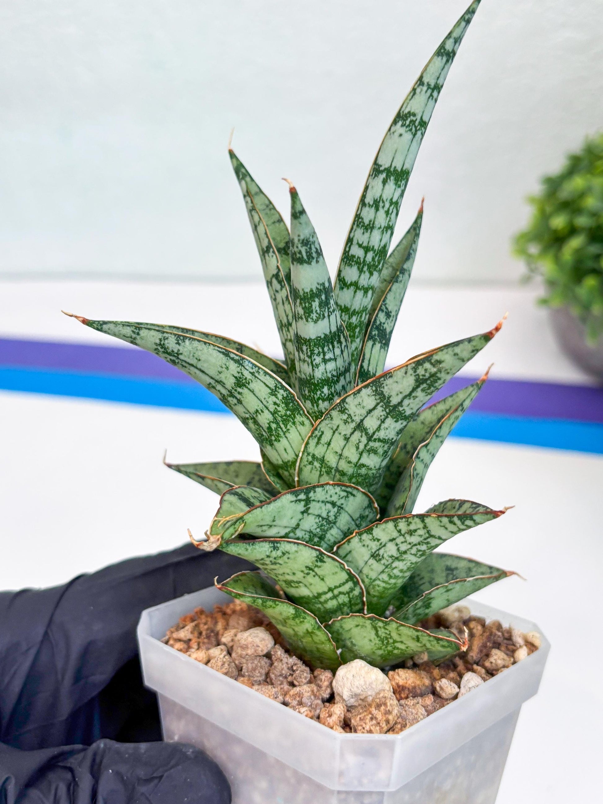 Sansevieria Riyad x spyder (Ha26) (y) | Rare Hybrid Species