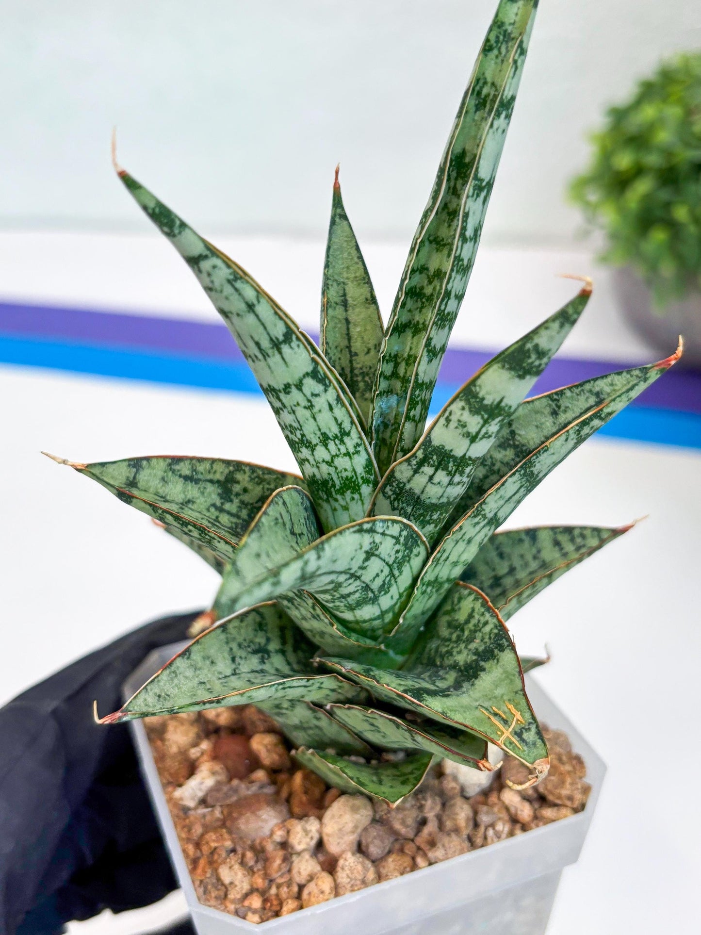 Sansevieria Riyad x spyder (Ha26) (y) | Rare Hybrid Species