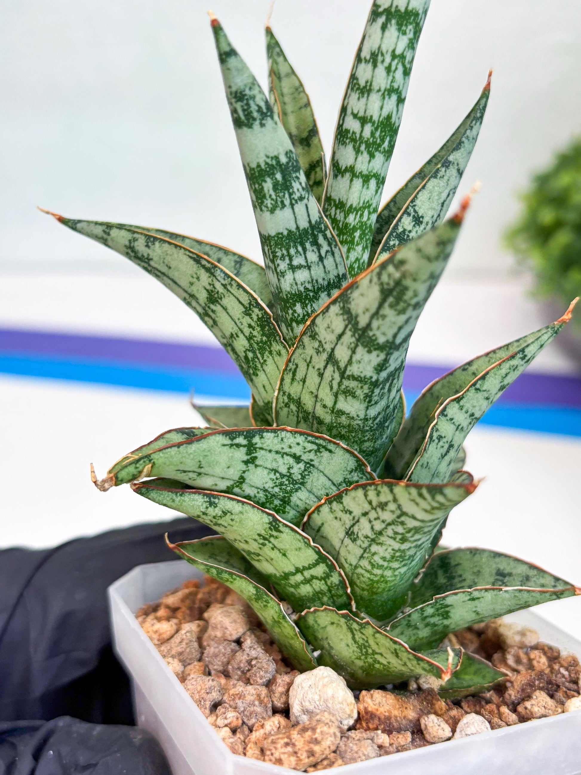 Sansevieria Riyad x spyder (Ha26) (y) | Rare Hybrid Species