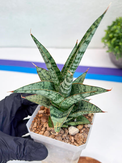 Sansevieria Riyad x spyder (Ha26) (y) | Rare Hybrid Species