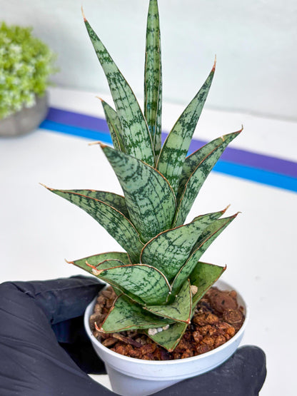 Sansevieria Riyad x spyder (Ha26) (b) | Rare Hybrid Species