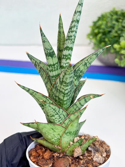 Sansevieria Riyad x spyder (Ha26) (b) | Rare Hybrid Species