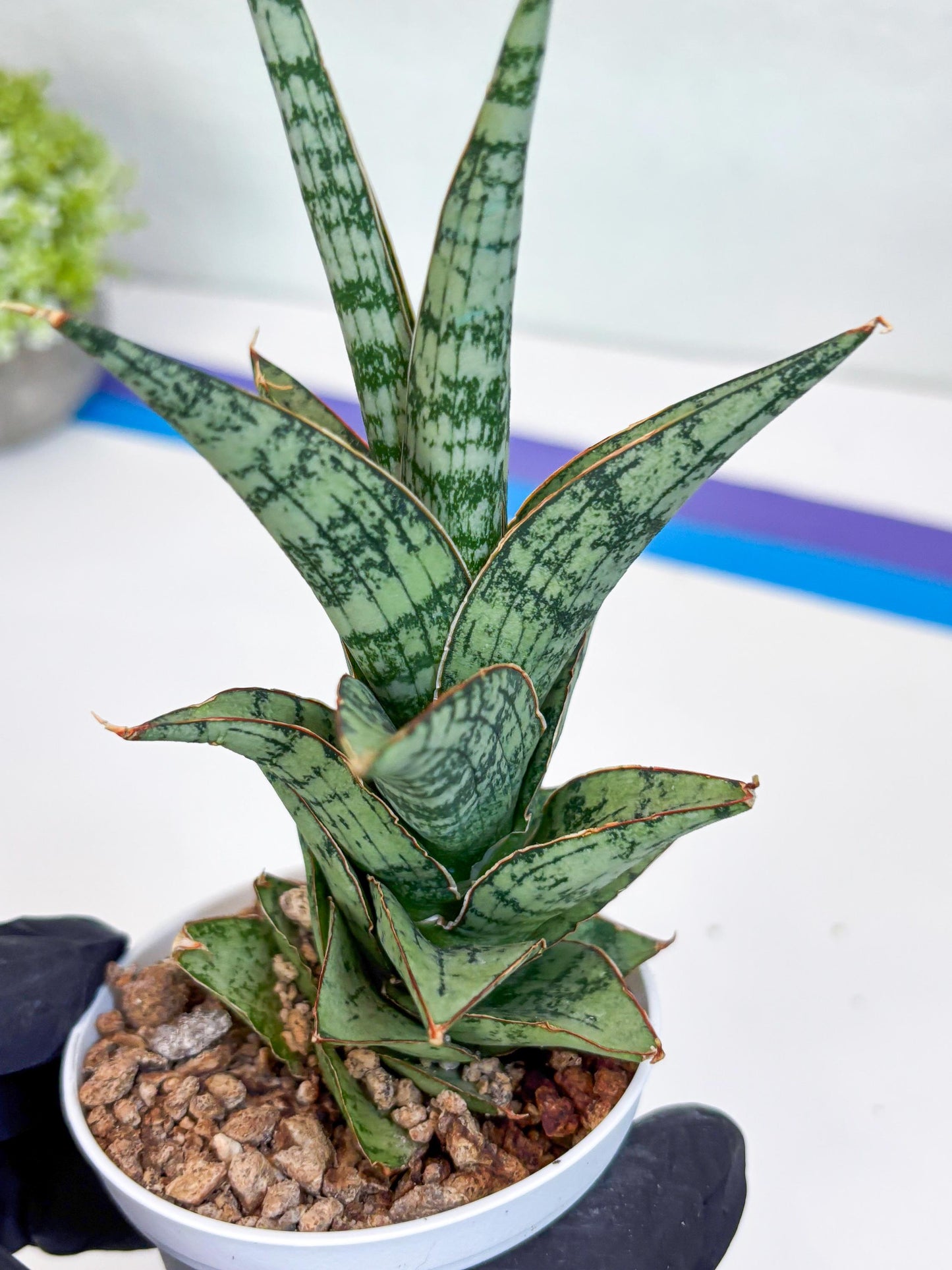 Sansevieria Riyad x spyder (Ha26) (b) | Rare Hybrid Species